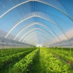 θερμοκηπιακές καλλιέργειες