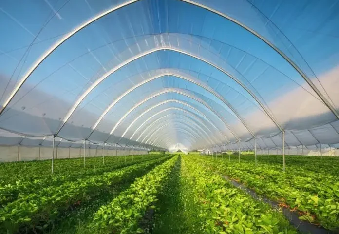 θερμοκηπιακές καλλιέργειες